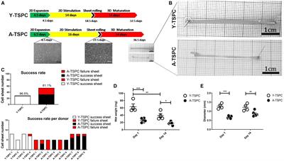 Aged Tendon Stem/Progenitor Cells Are Less Competent to Form 3D Tendon Organoids Due to Cell Autonomous and Matrix Production Deficits